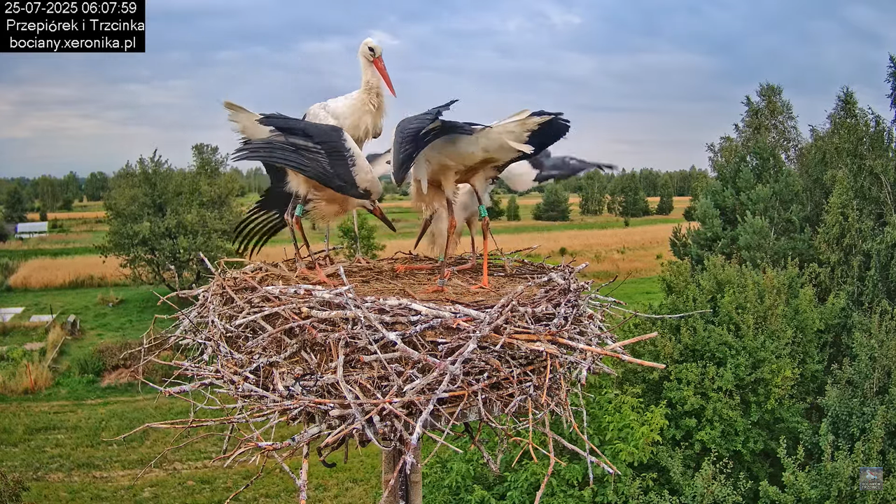 25072025bociany11