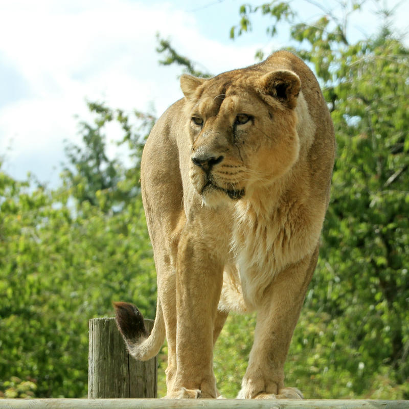 lion-01-by-lydiardwildlife-d4twxhb-fullview.jpg