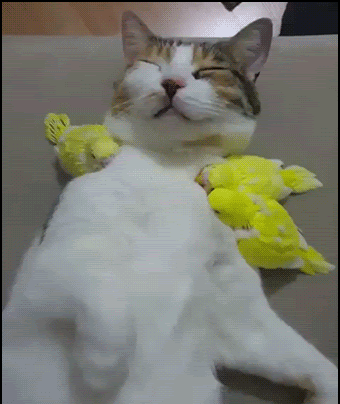 Amazing-Cat-GIF-Cute-sleepy-cat-et-3-yellow-birds-snuggle-all-together-Purrfect-and-pawesome-inter.gif