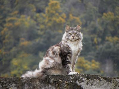 maine-coon-en-balade-3-by-flore-stock-d1y05pg-fullview.jpg