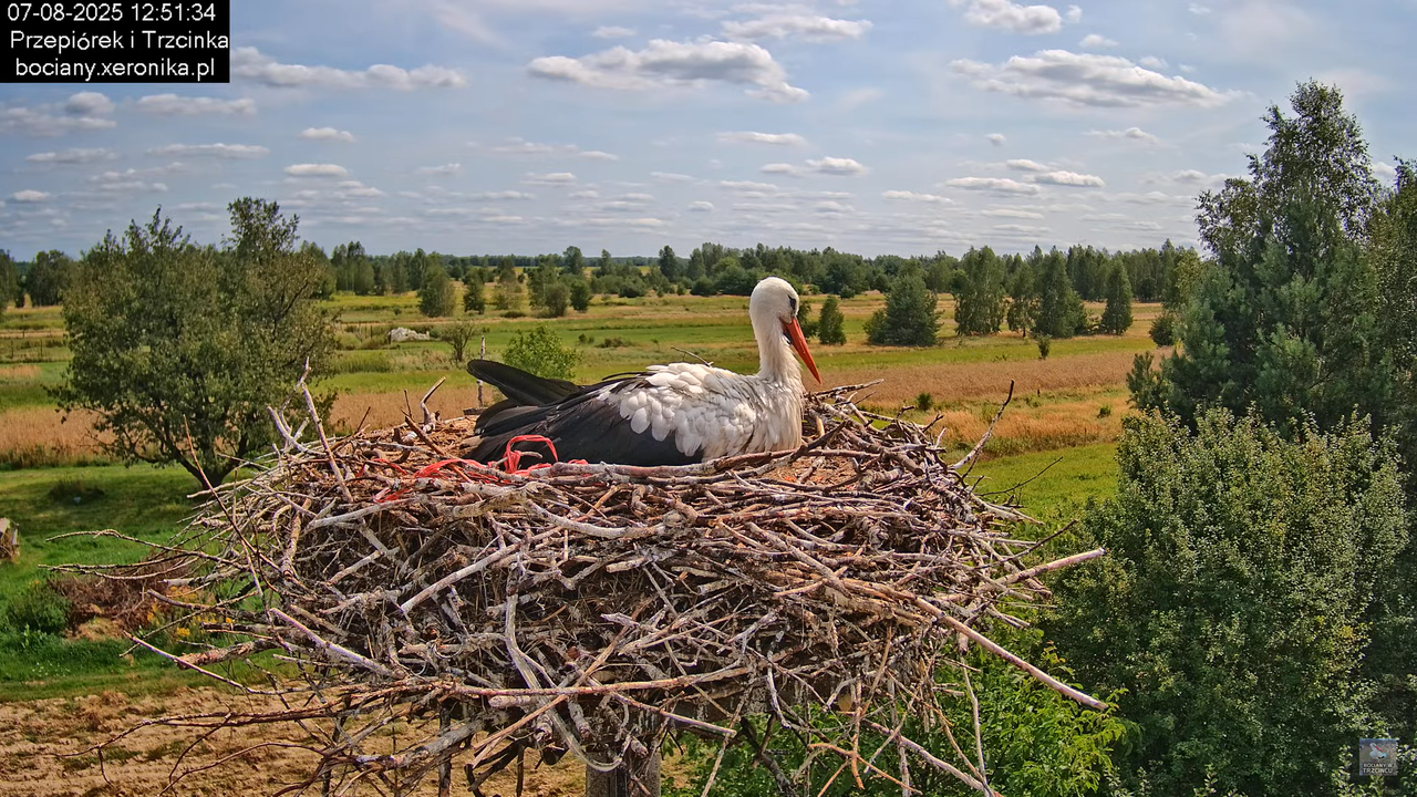 07082025bociany16