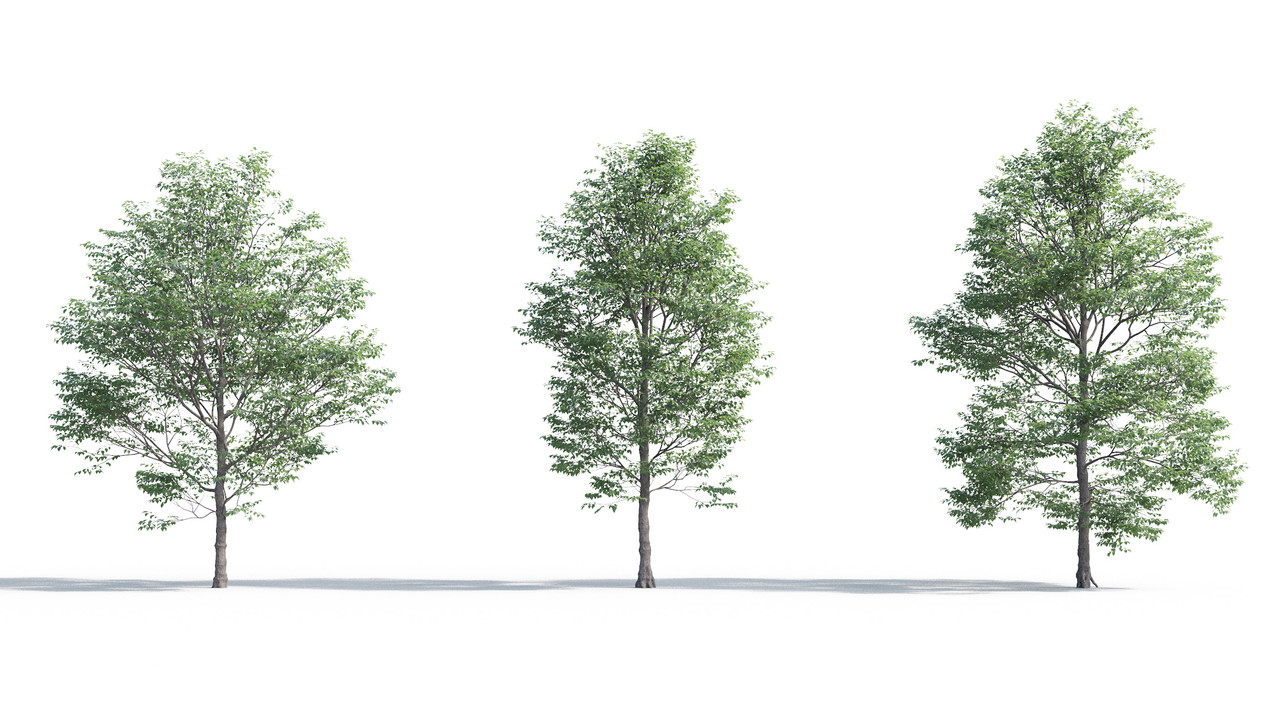 TV-cay_3dsmax_tailieukientruc (11)