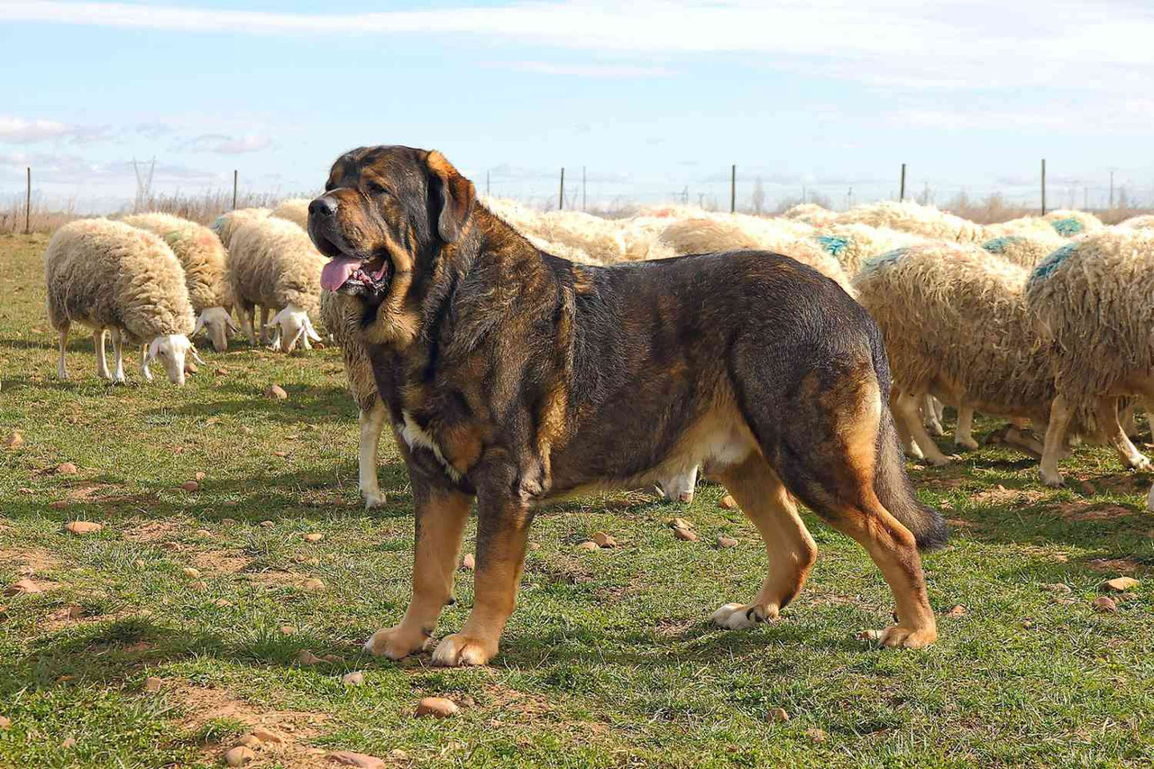spanish mastiff near sheep 129408422 2000 f96a970f9c1140a6bb3ce1813f5ca6f8
