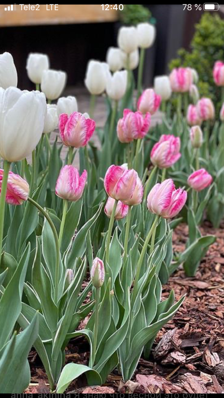 D7B9F902-EAEA-48CF-8A50-54AEAEFEA3BF