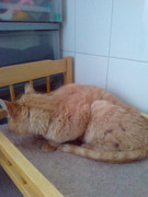 Злата в начале жизни у нас (9)