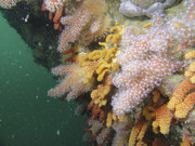 06004_11-01-2Coul-00060