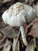 Mushroom_20230604_144100304_cropped