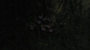 10.10.bad pictures of night flowers X