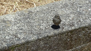 DSC00079