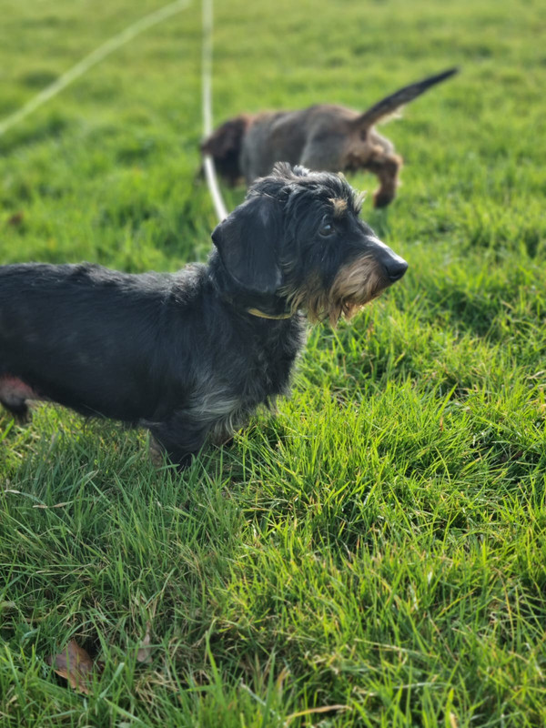 [Image: IMG-20230209-WA0009.jpg]