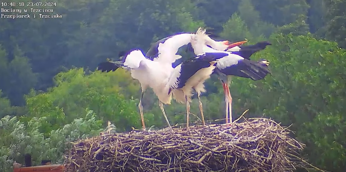 trzebatrochepoklekotac