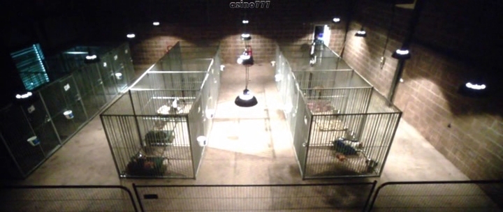 Show.Dogs.Entriamo.in.Scena.2018.iTALiAN.MD.TS.XviD-DDLV.avi_sna