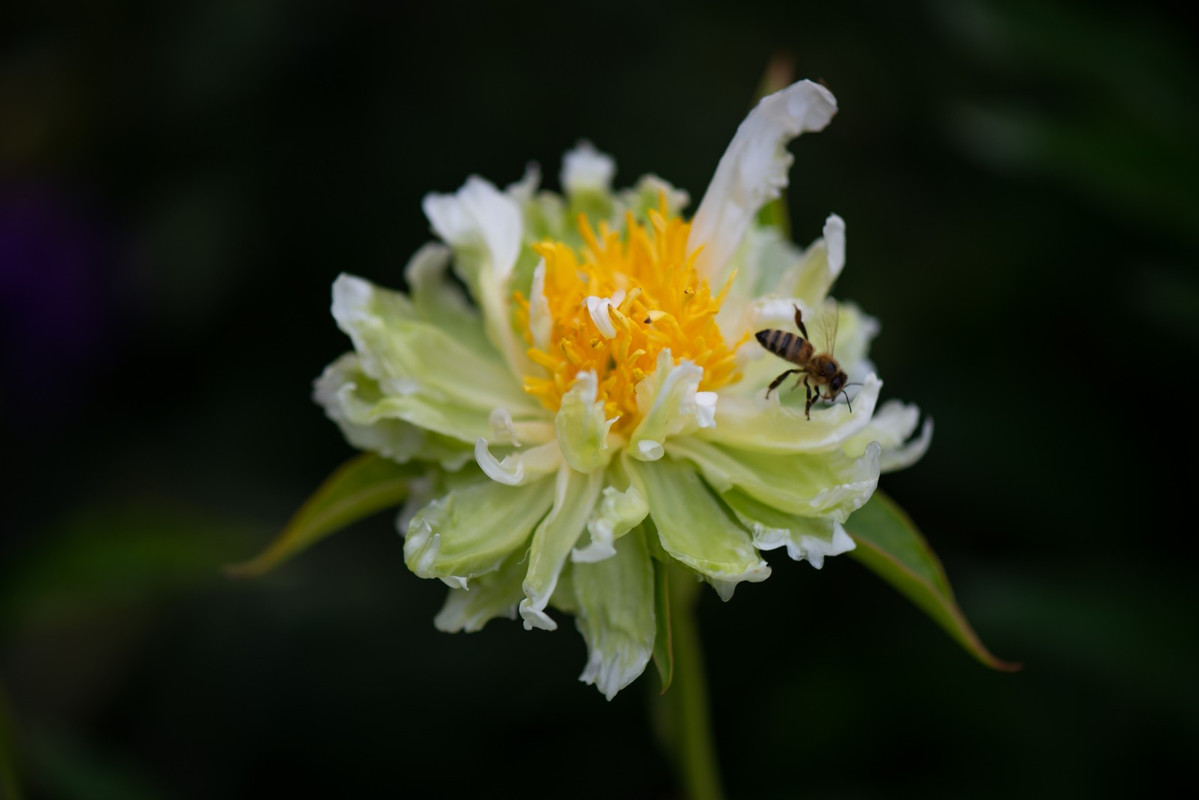 IMG-229b90c617d81cb01960cb5d121d25df-V