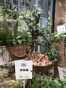 photo-iherbalgarden-3rd-037