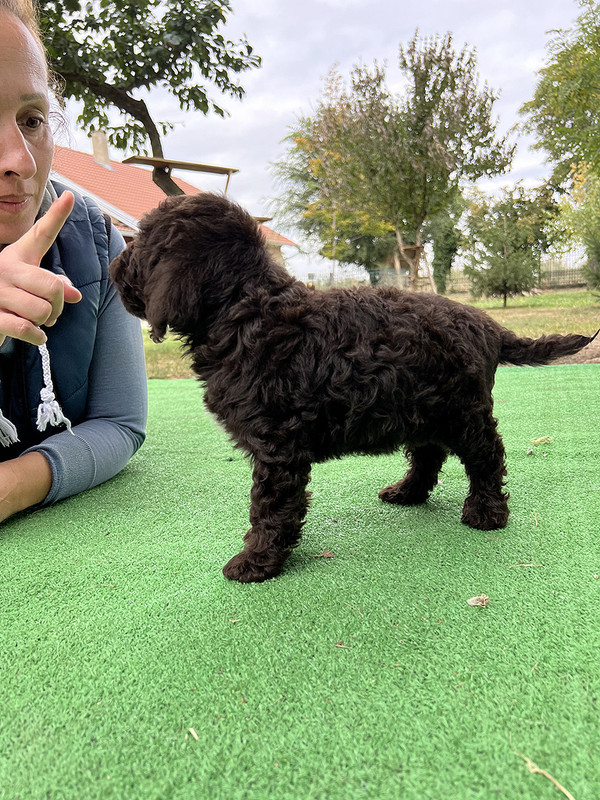 Brown Lagotto Romagnolo female puppy for sale – Ideal Dale Euphoria – 48 days old – photo 2
