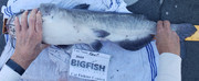 [Image: 30-one-half-catfish.jpg]