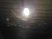 42.3.winged ants III