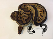 Poseidon (M;2020 Clown)