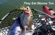 [Image: WORMS.jpg]