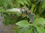 22.2.boldo flowers II