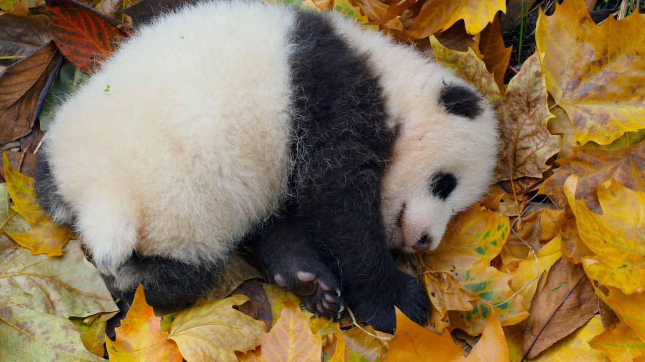 Born in China (2016) (1080p BluRay x265 Silence)-5