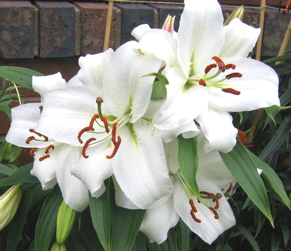 [Image: Lilium-oriental-Casablanca.jpg]