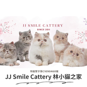 JJ Smile cattery 林小貓之家 異國短毛 加菲貓舍