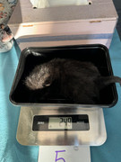 Afbeelding van WhatsApp op 2024-06-24 om 20.38.17_bfa9148b