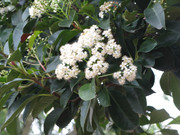 IMG-6253