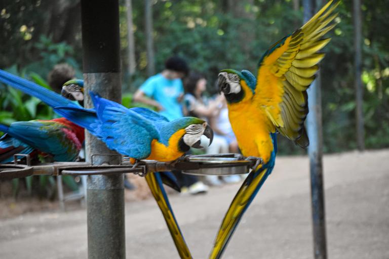 В джазе только девушки или аргентинско-бразильский калейдоскоп В джазе только девушки или аргентинско-бразильский калейдоскоп