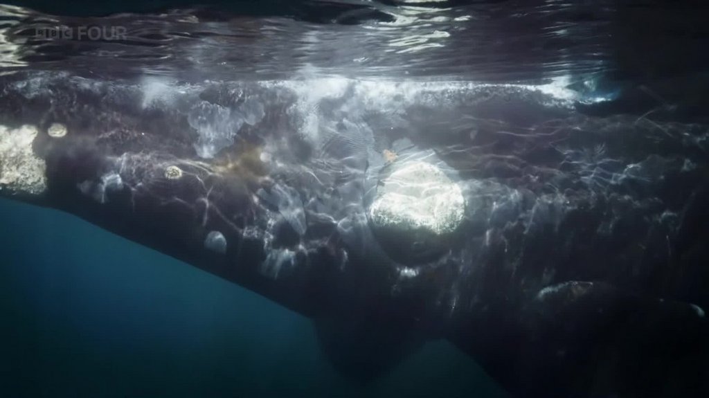 [Image: lojylwh959g9.jpg]