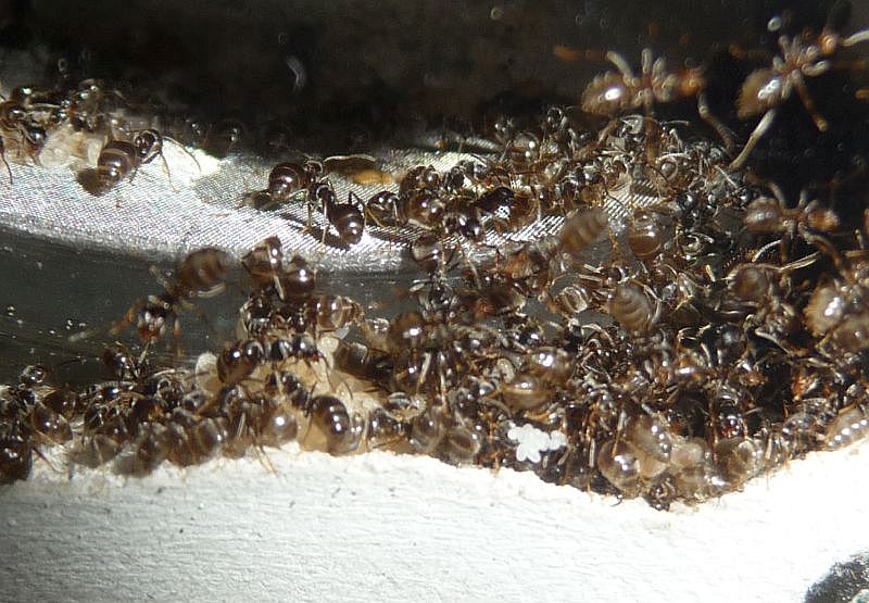 3003-Lasius-eggs1.jpg