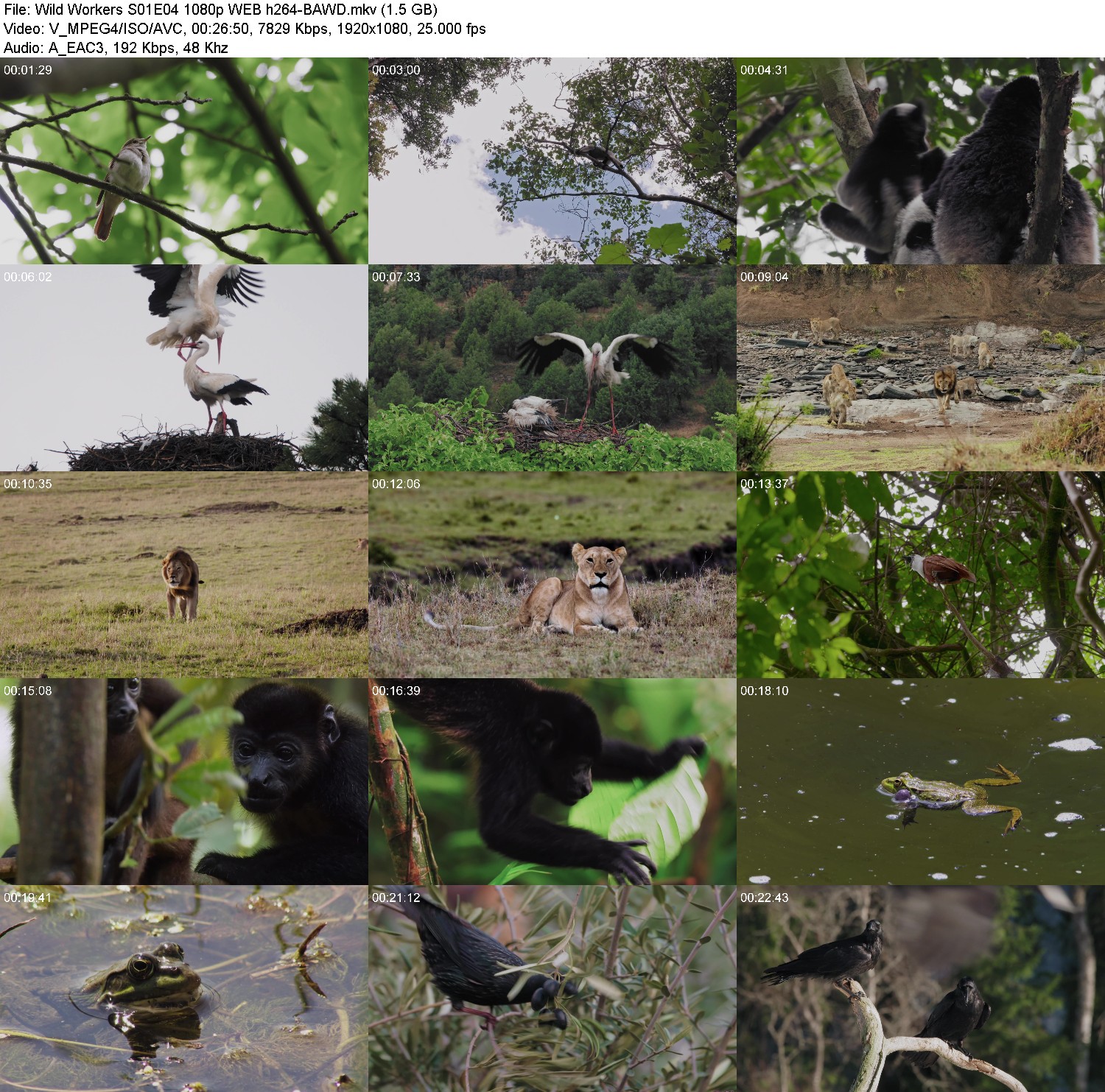 [Image: b0pxp943ppvp.jpg]