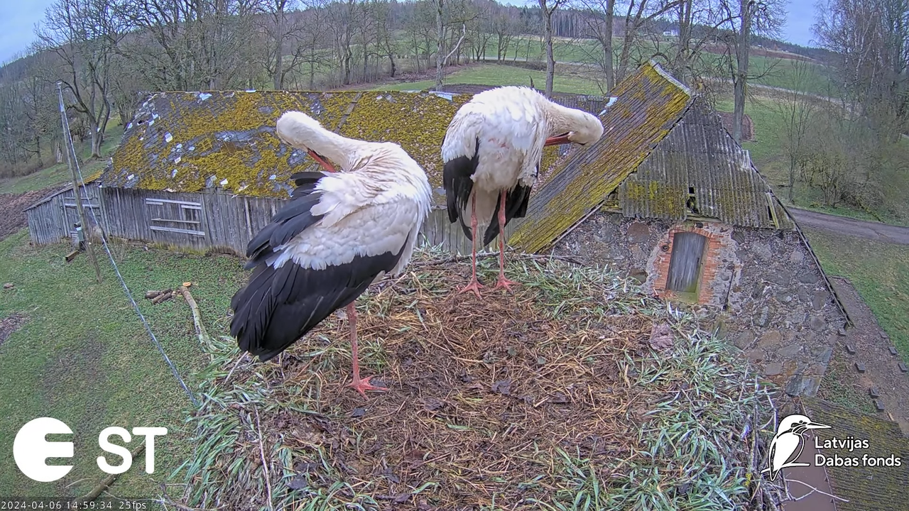 Baltie stārķi (Ciconia ciconia) Tukuma novadā - LDF tiešraide __ White storks in Tukums, Latvia 12-7