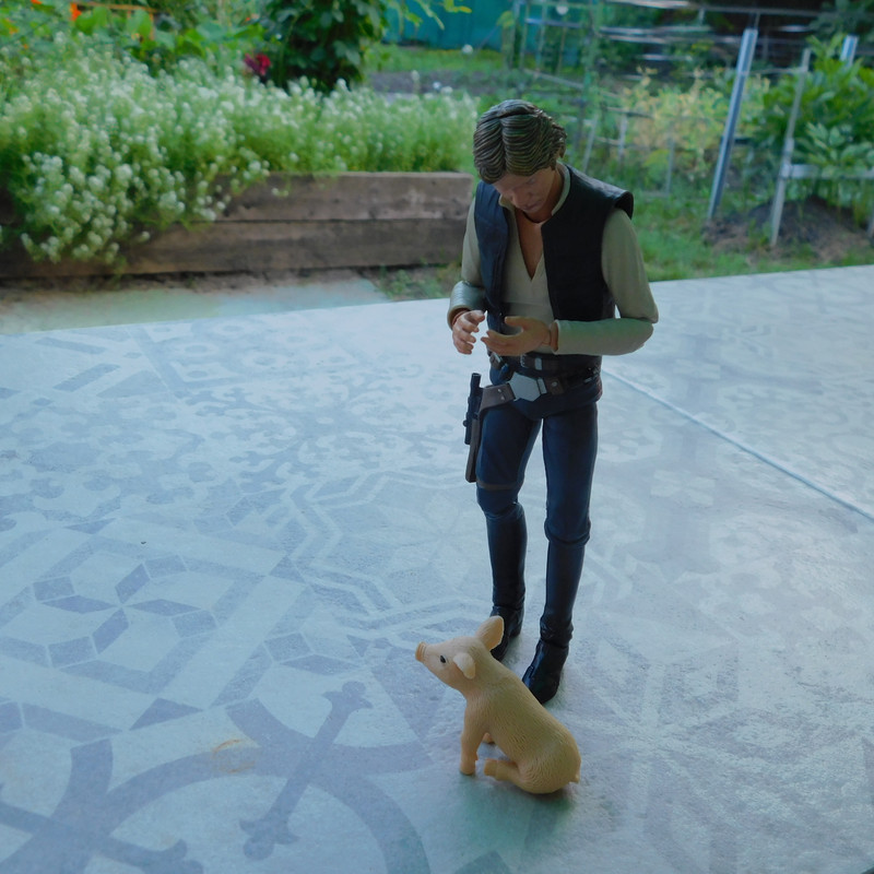 Дачно-Харлинский июнь-июль 2024 293