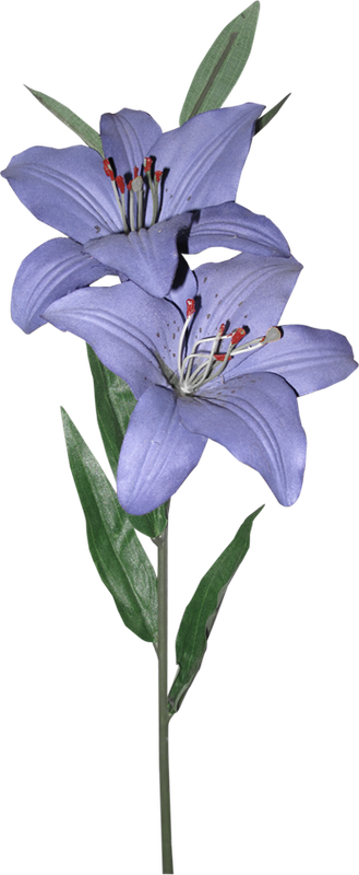 cicek_png (41)