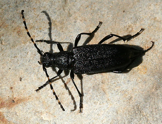 black horned beetle with banded antennae Stictoleptura canadensis big hole trib 7-27-20