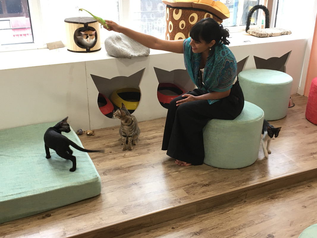 Cat cafe in hauz khas village new delhi