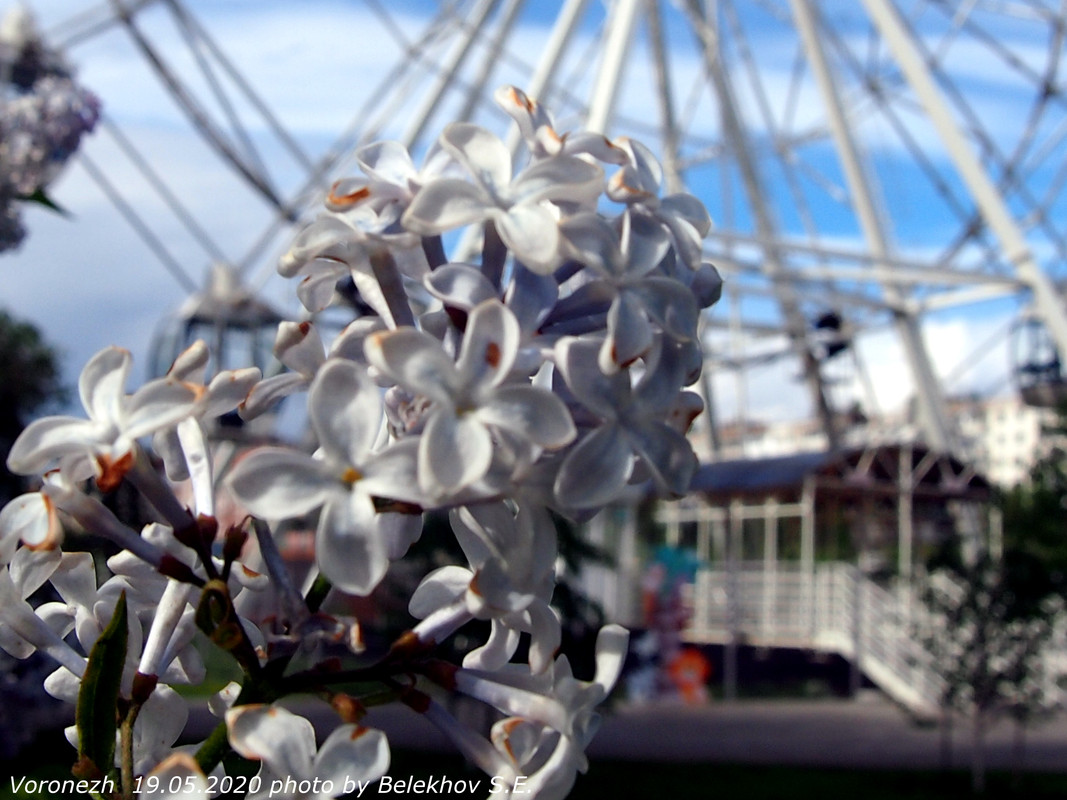Воронеж, весна, макро, цветы Воронеж, весна, макро, цветы