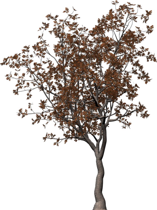 Autumn Witchery (150)