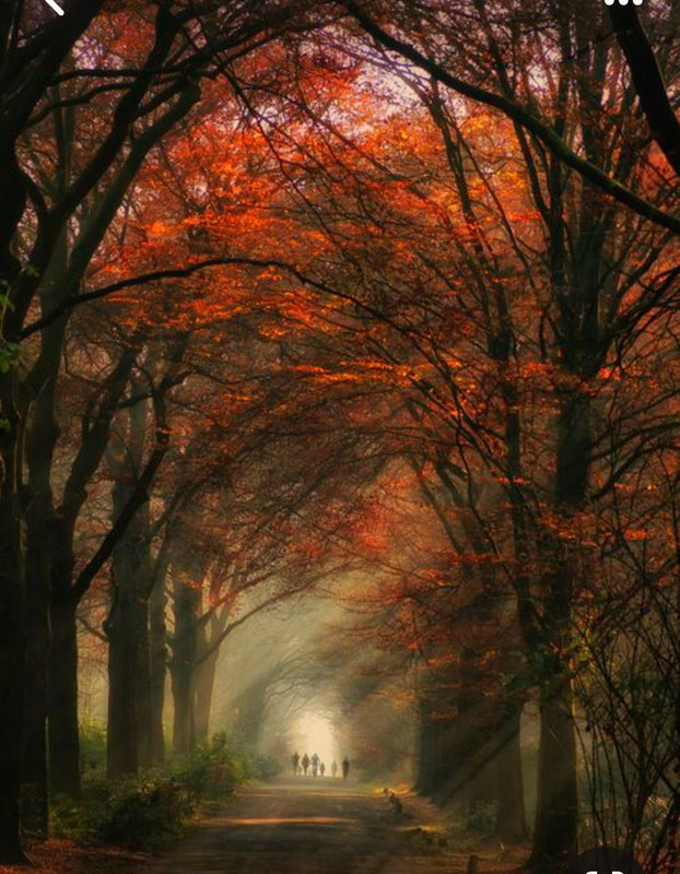 Screenshot_20231220_112926_Pinterest