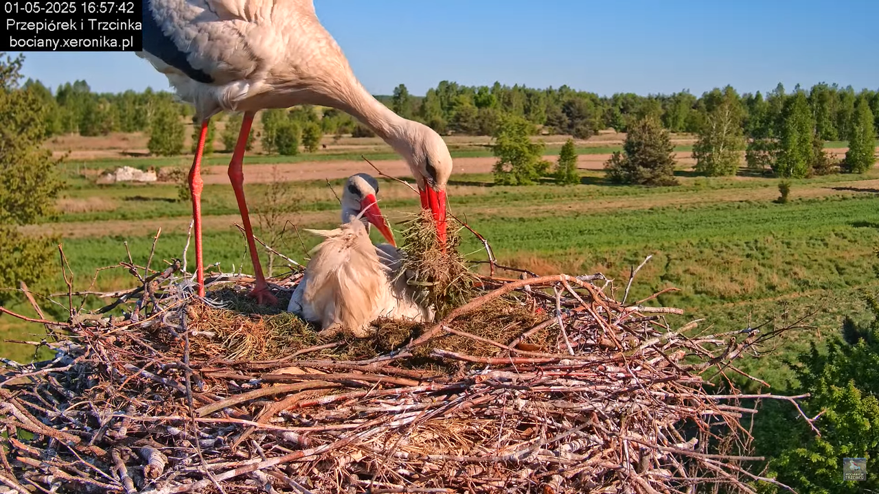 01052025bociany15