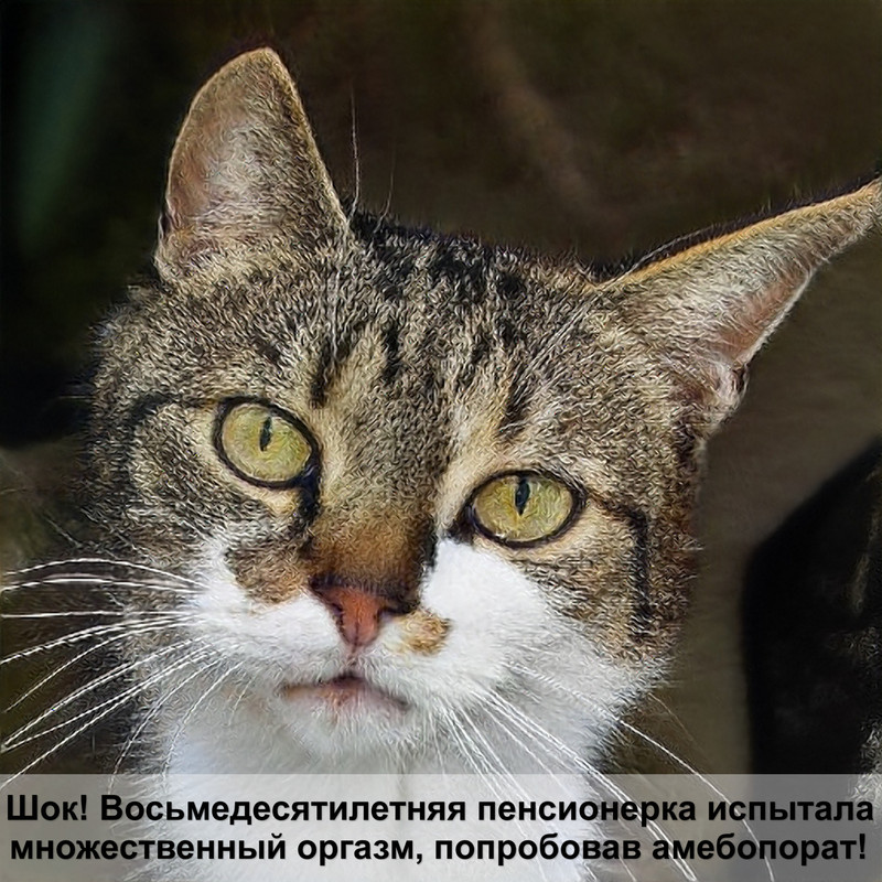 вислоухая кошка лилового окраса