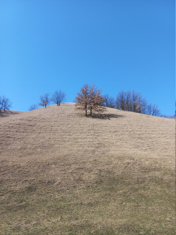 zgjc_(9).jpg