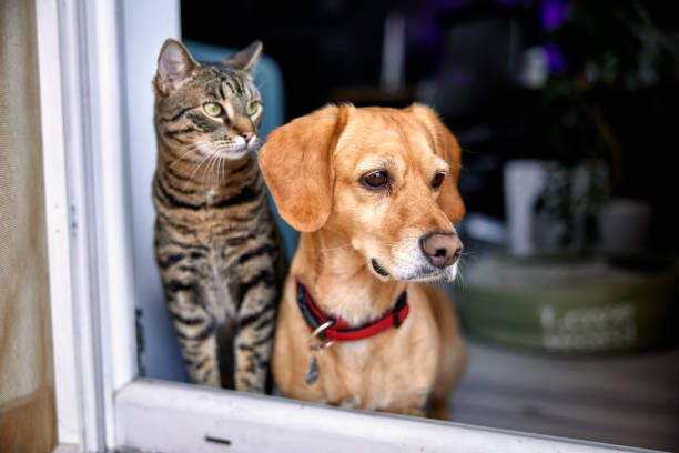 Rolling Pet Food Storage Container