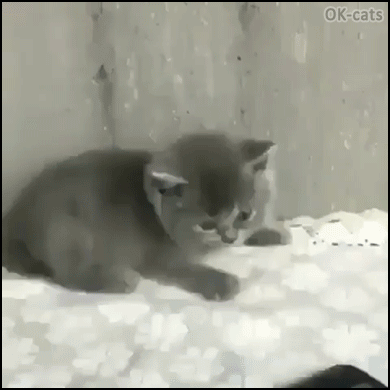 Hilarious-Kitten-GIF-Blue-kitty-scared-f