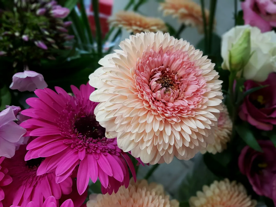 Elimina los malos olores de tu hogar con estas plantas