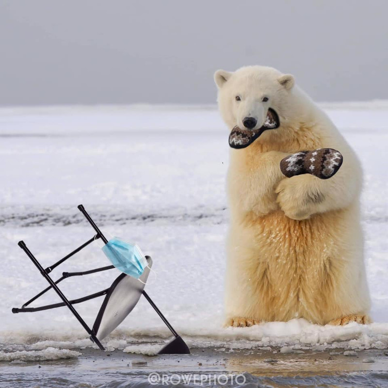 PolarBearBernie