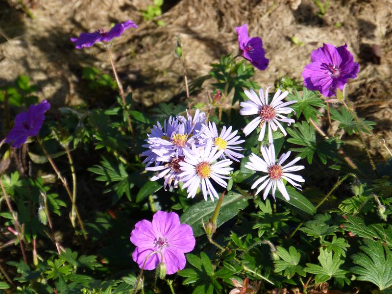 2014-11-01 Novemberblüten 3