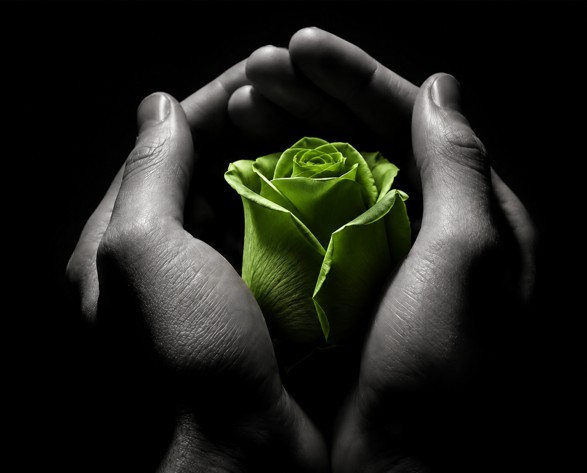 cinn-green-rose